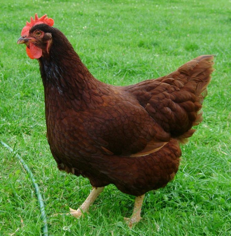 Rhode Island Red Day Old Chicks - females
