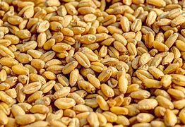 Sunrise Farms Whole Wheat - 50 lb