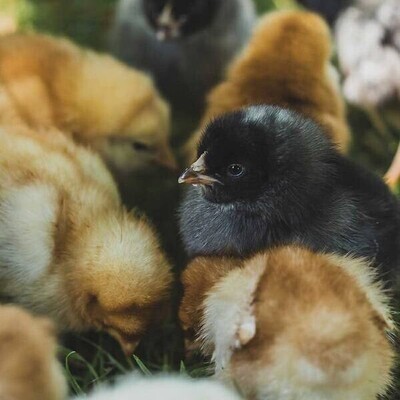 Hatchery