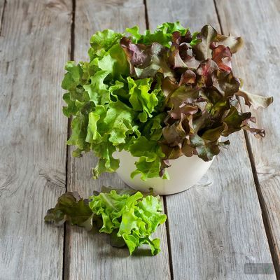 Salanova Mix Lettuce