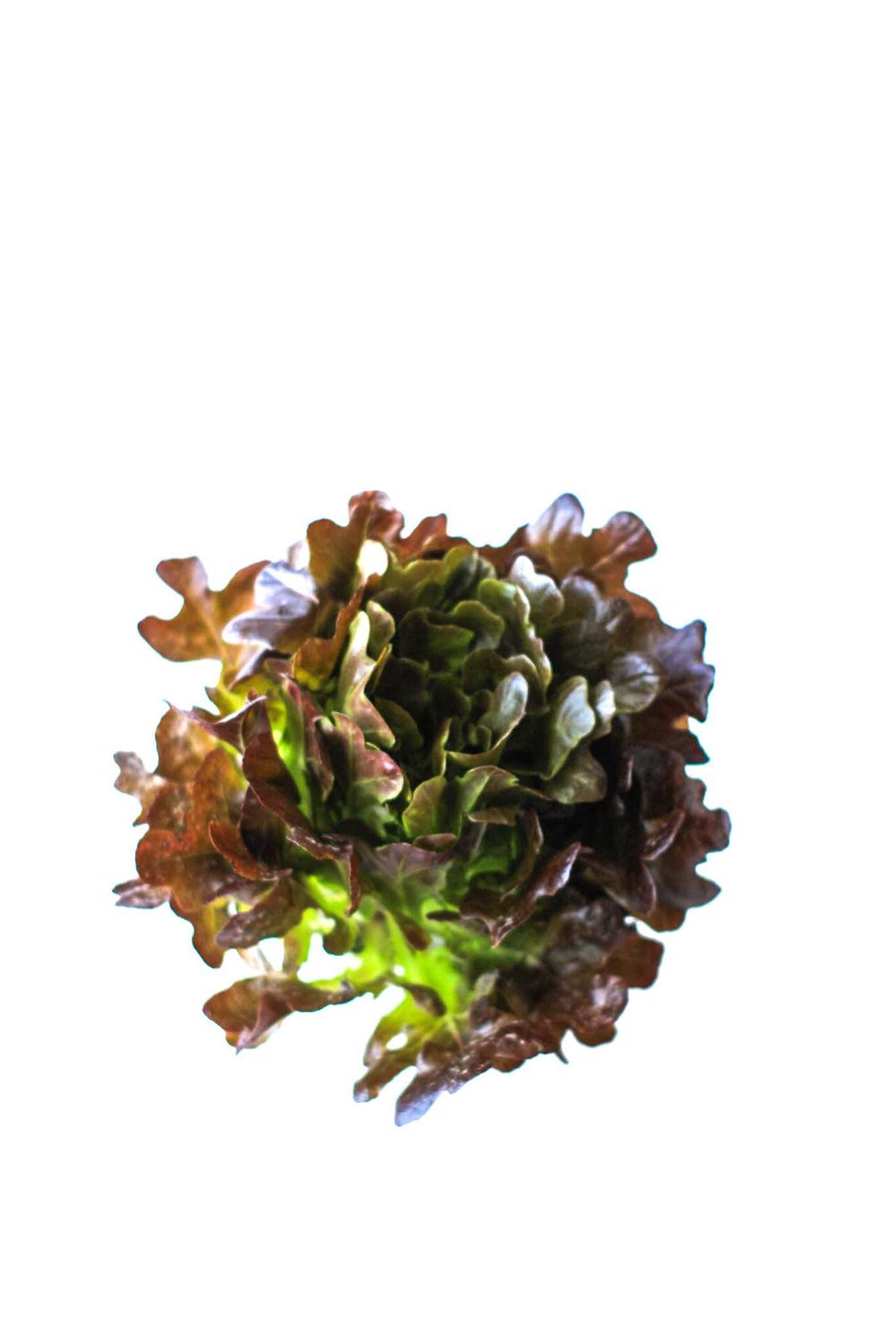 Red Oak leaf Lettuce Red Oak leaf Lettuce