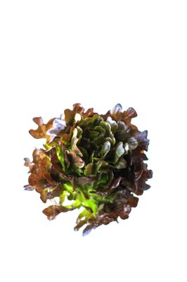 Red Oak leaf Lettuce Red Oak leaf Lettuce