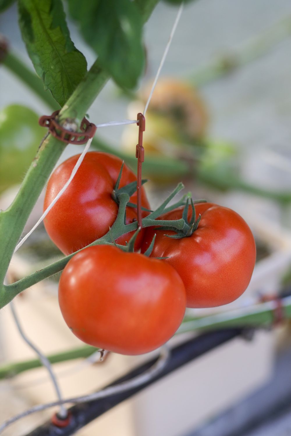 Red Tomatoes