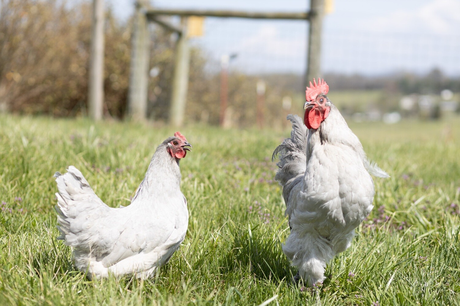 Lavender Orpingtons Chicks - Straight Run