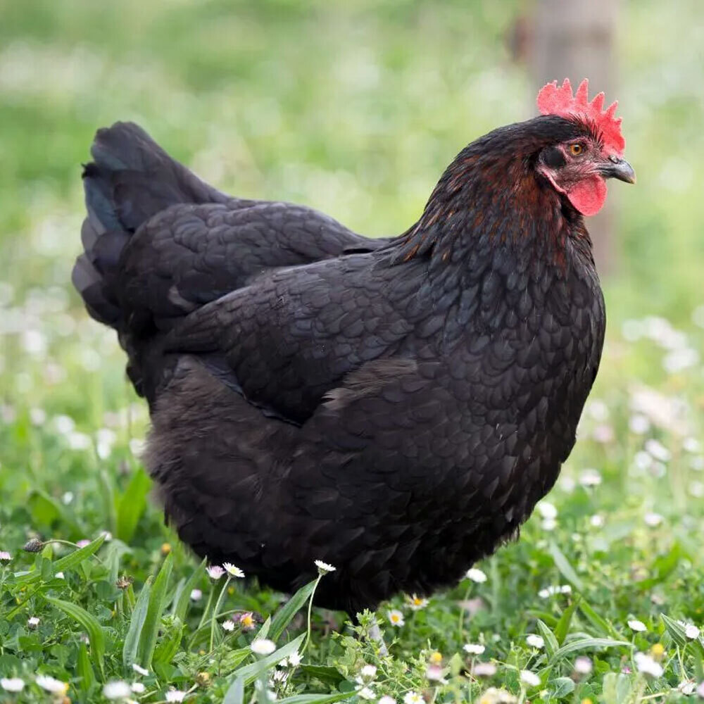 Black Copper Marans Chicks - Straight Run