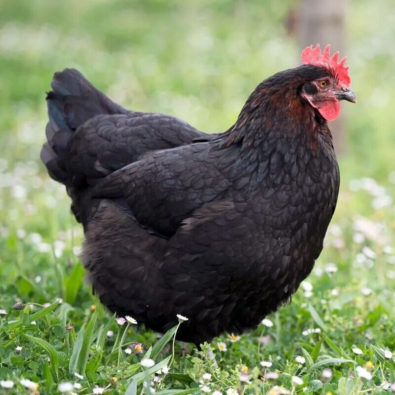 Black Copper Marans Chicks - Straight Run