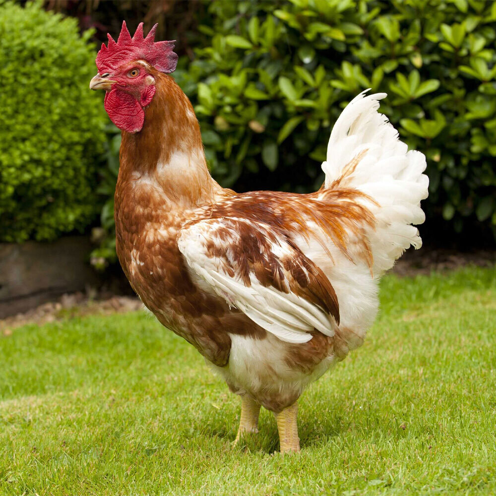 Freedom Ranger Color Yield Broiler Chicks