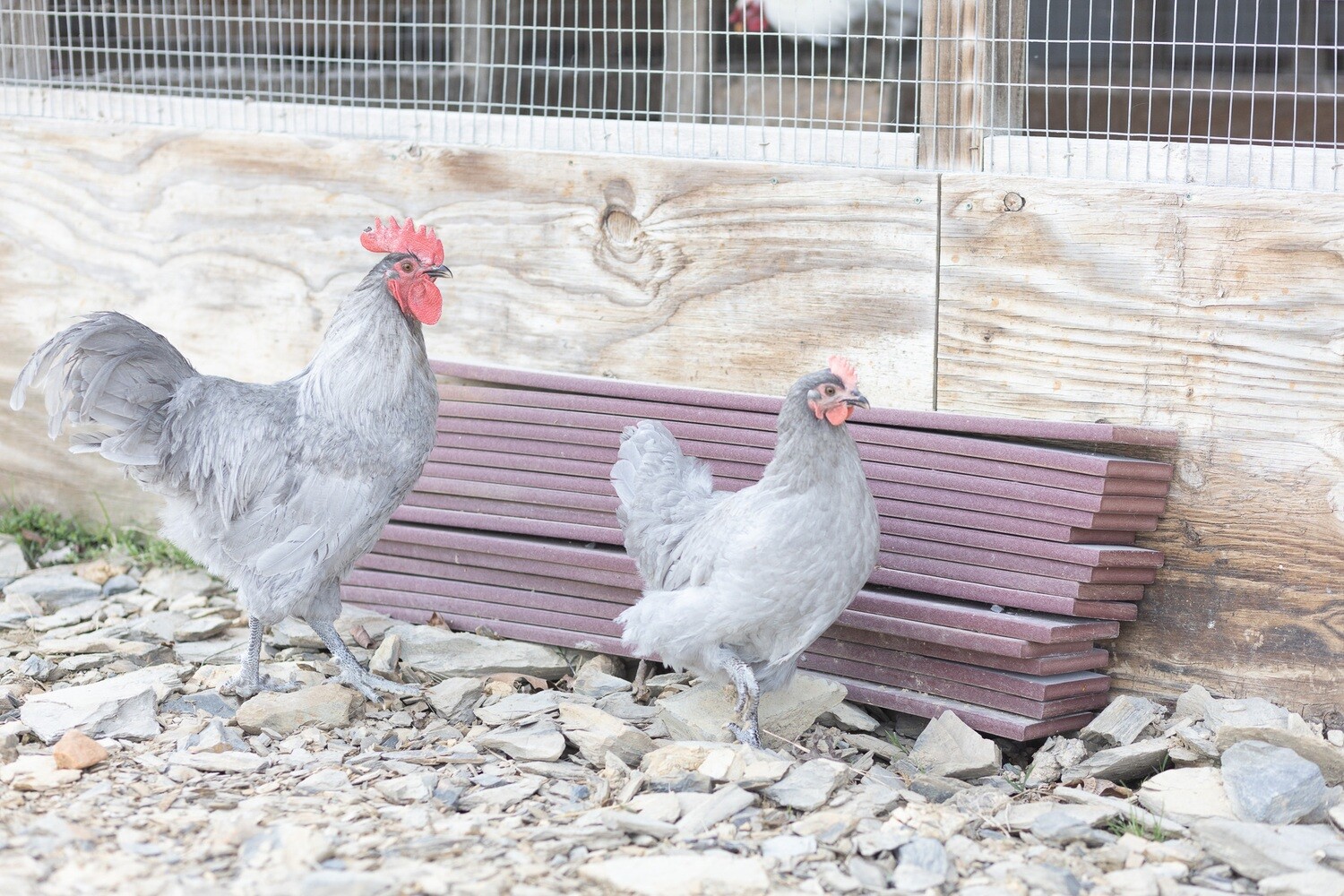 Lavender Orpington Trio