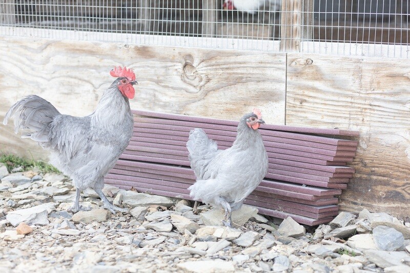 Lavender Orpington Trio
