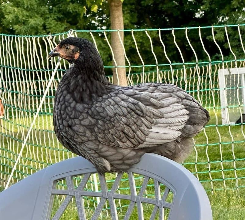 Blue Sex Link Chicks - Females Blue Sex Link Chicks - Females