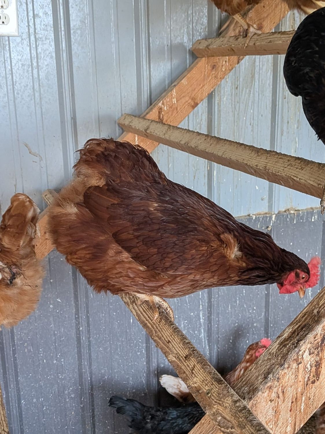Tail-less Rhode Island Red Hens