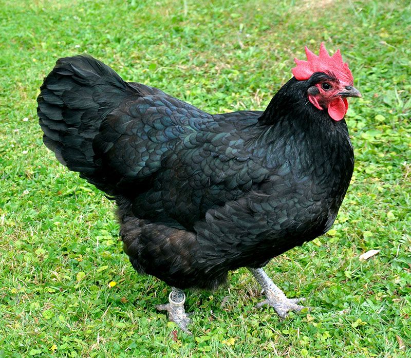 Black Australorp Chicks - Females