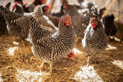 1 to 2 year Laying Hens 1 to 2 year Laying Hens