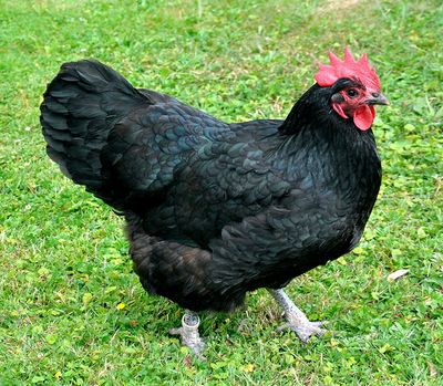 4 Week Old Pullets