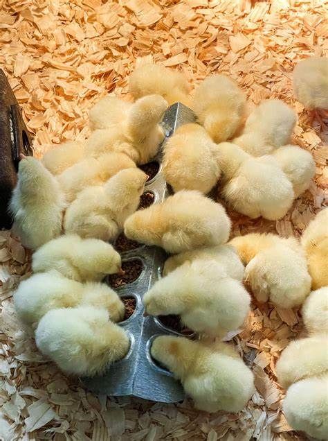 Cornish Cross Broiler Chicks = straight run