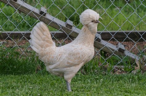 Buff Polish Chicks - Straight Run