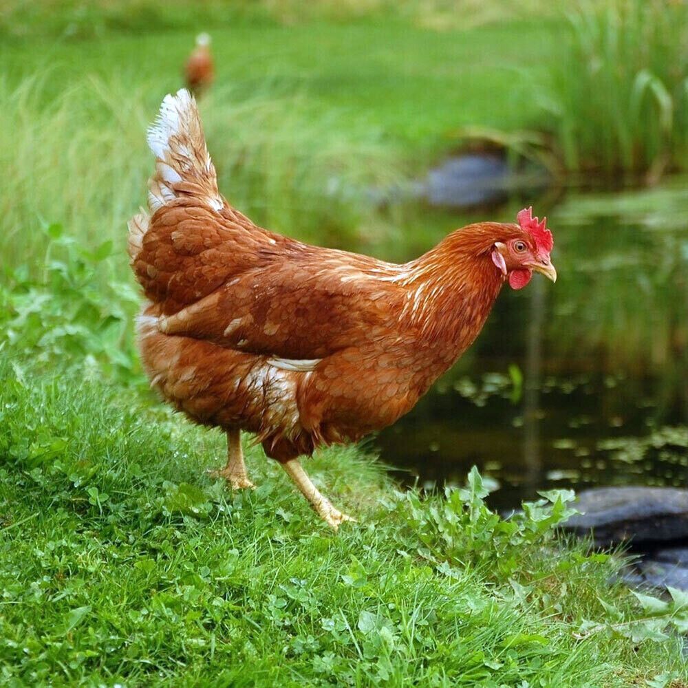 8 Week Old Pullets, Breed: Red Sex Link