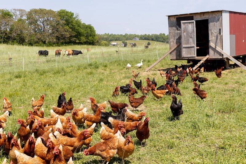 6 Week Old Pullets