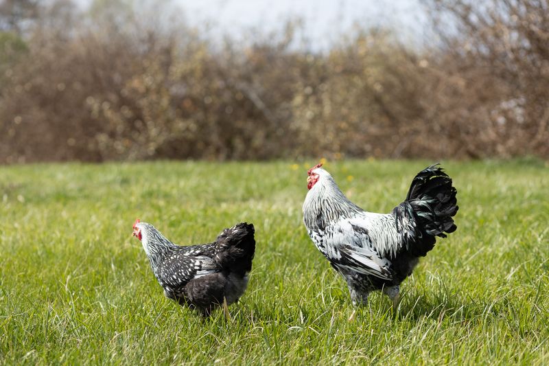 3 Week Old Pullets