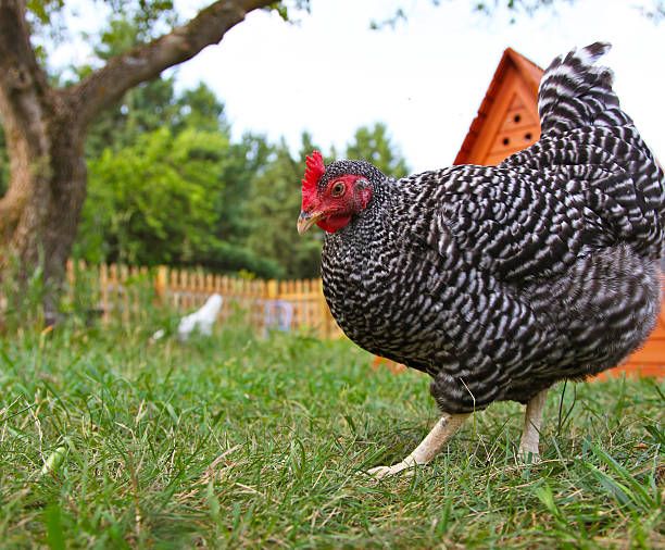 3 Week Old Pullets 3 Week Old Pullets, Breed: Barred Rock