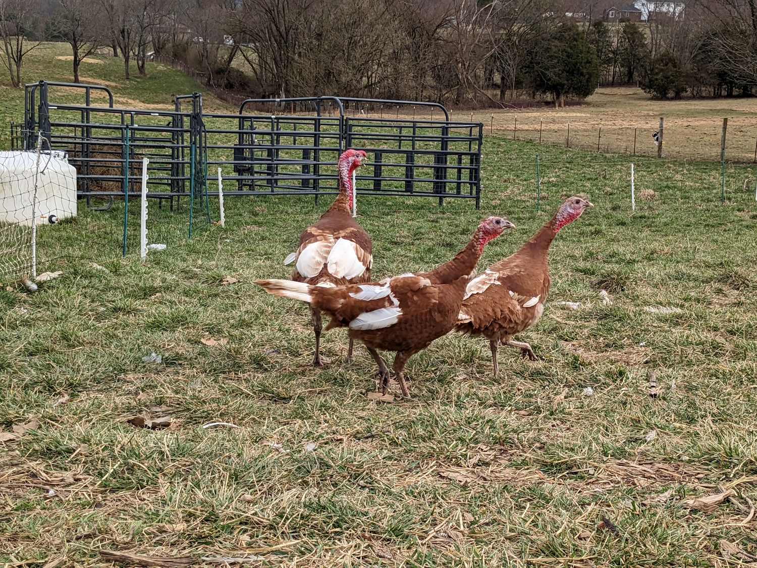 Red Bourbon Turkey Hen