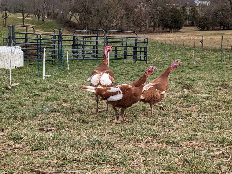 Red Bourbon Turkey Hen
