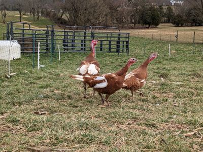 Red Bourbon Turkey Hen Red Bourbon Turkey Hen