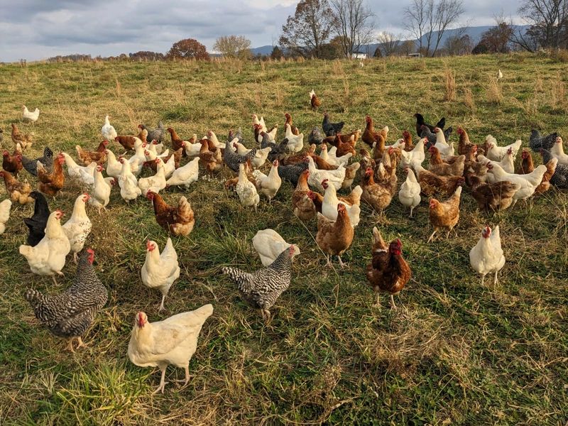 15-Week Old Pullets