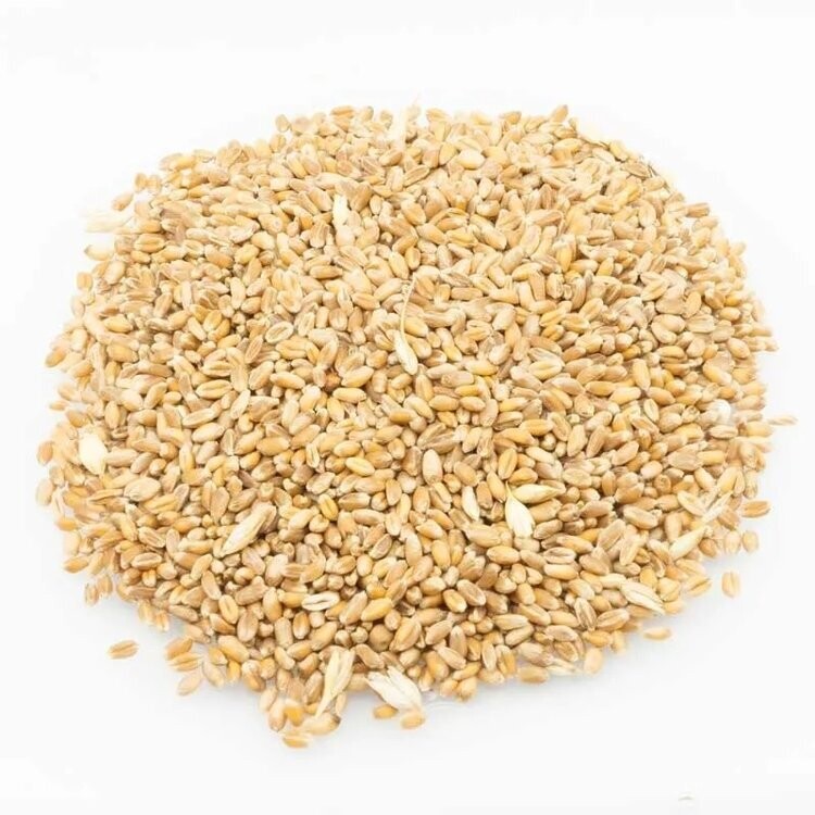 WITTE TARWE  1 KG - CAPTURA
