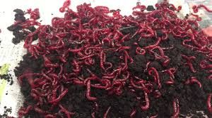 AMORCE VERS DE VASE 1/2 KG