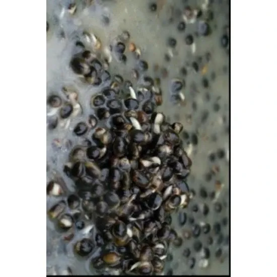 COOKED HEMP 1/2 l - EUROFISH