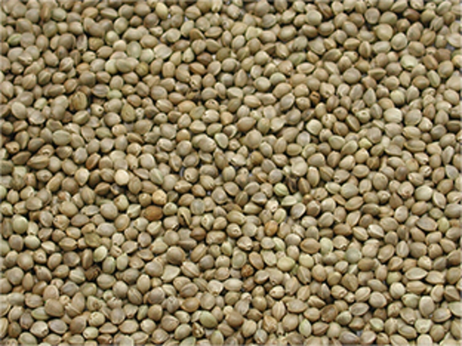 MIDDEL KEMPZAAD 900g