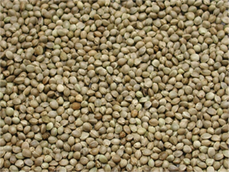 MIDDEL KEMPZAAD 900g