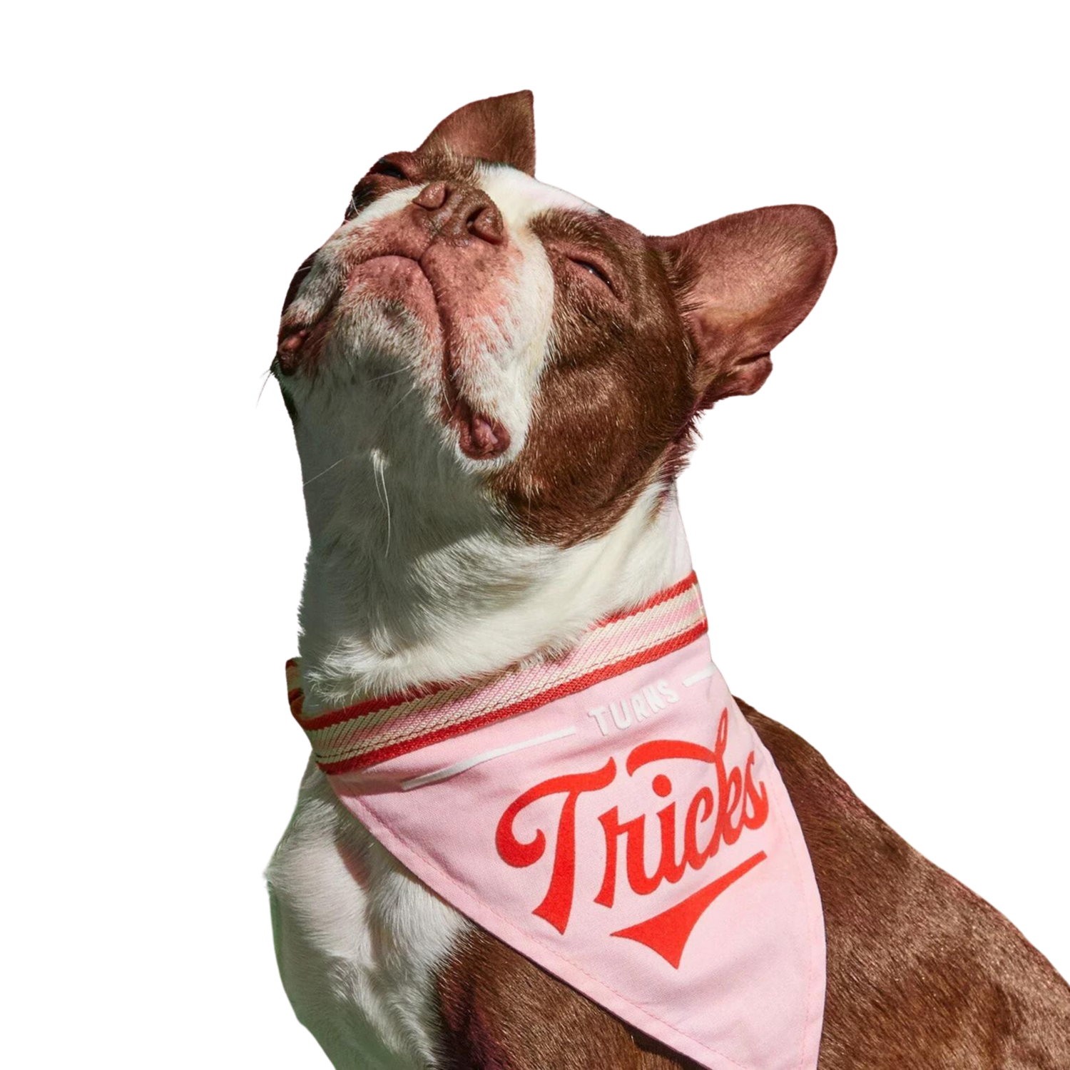 TURN&#39;S TRICKS DOG BANDANA M/L