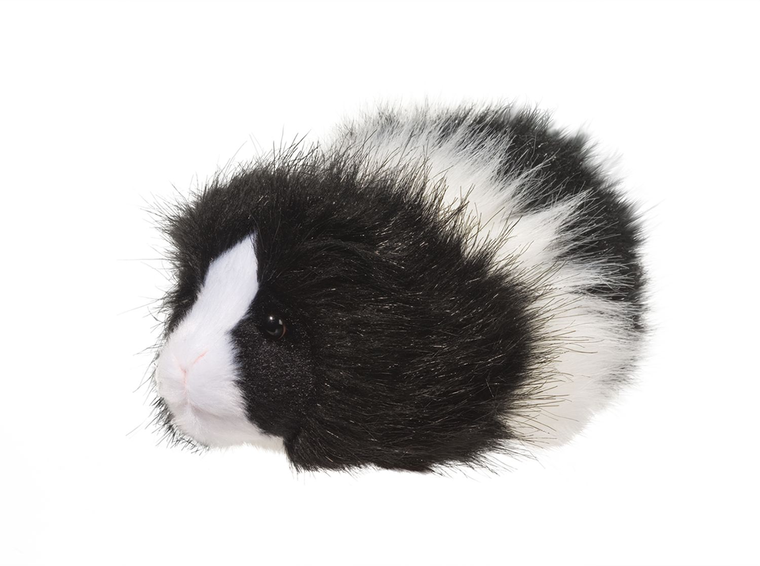 DOUGLAS ANGORA GUINEA PIG