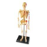 SKELETON MODELS