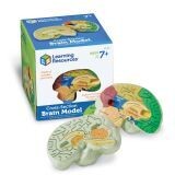 CROSS SECTION OF THE BRAIN MODEL