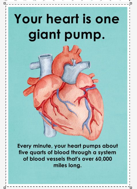 HUMAN BODY CHART SET 6 MINI POSTER AND ONE LARGE OF THE HEART