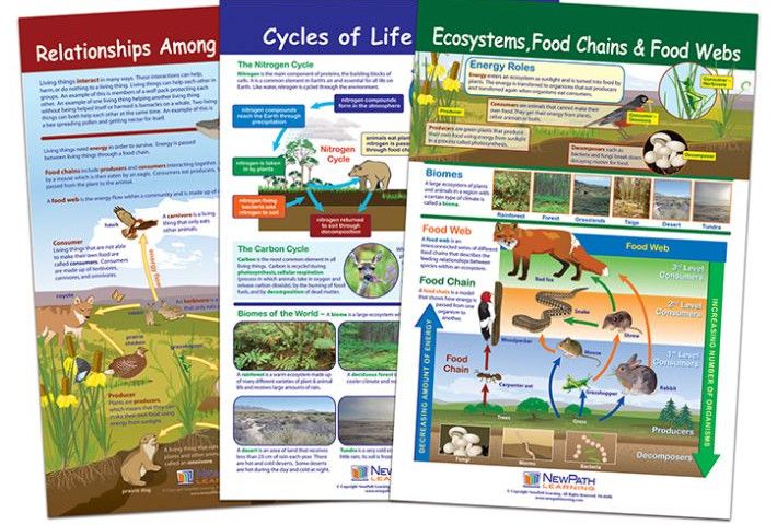 ECOLOGY BB