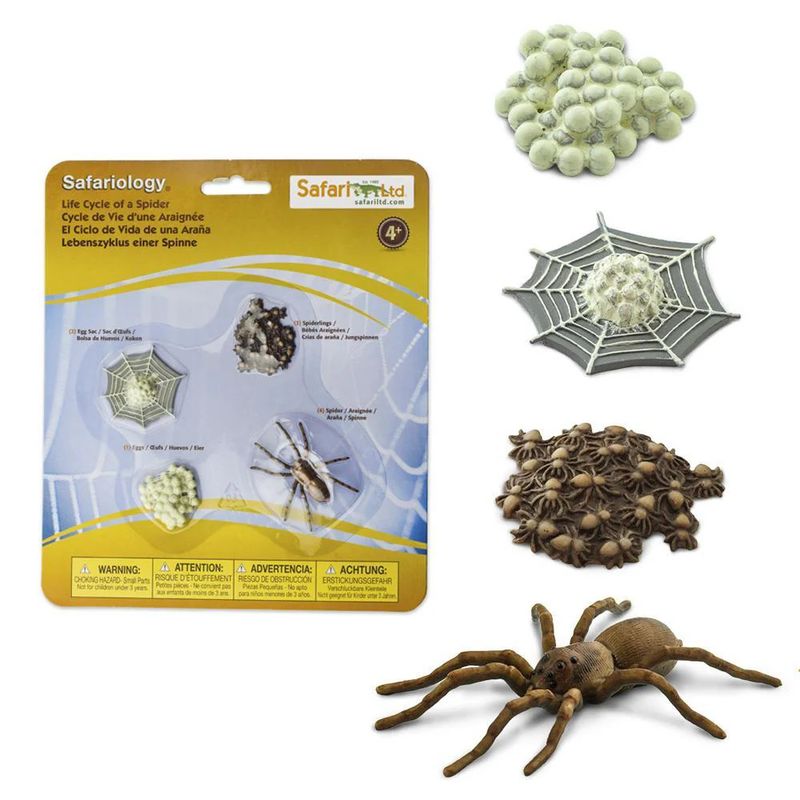 LIFE CYCLE OF A SPIDER