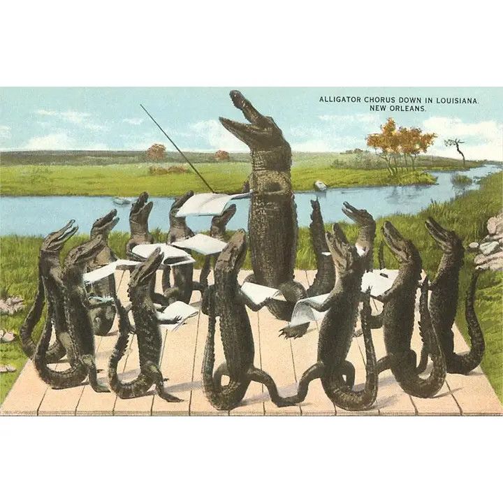 ALLIGATOR CHORUS IN NEW ORLEANS POSTCARD