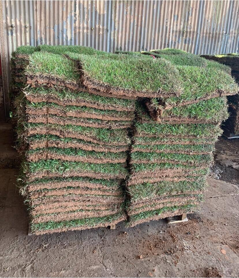 Crowne Zoysia Sod