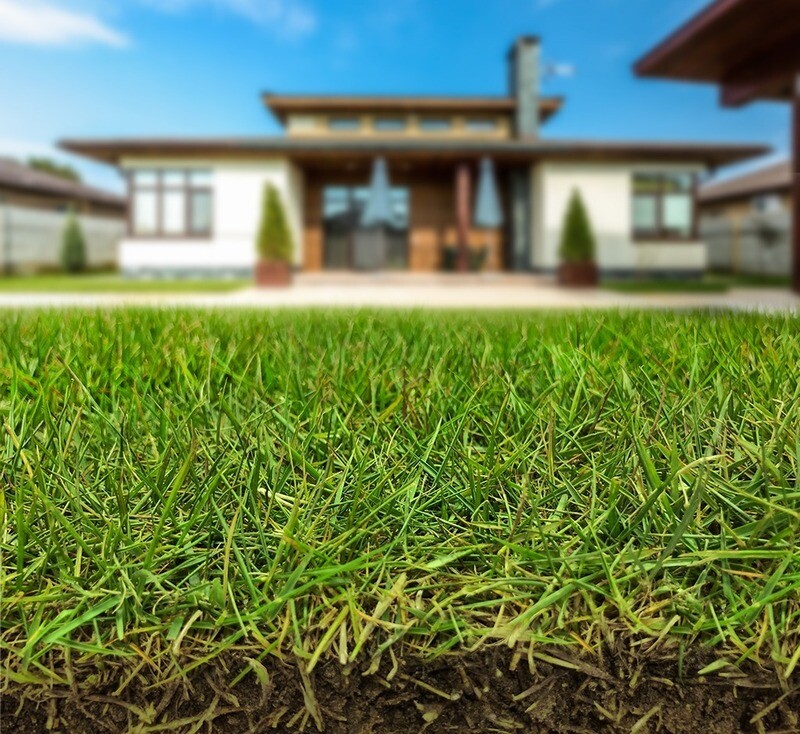 Zeon Zoysia Sod