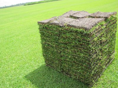 St. Augustine Sod