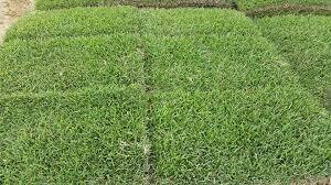 Palisades Zoysia Sod