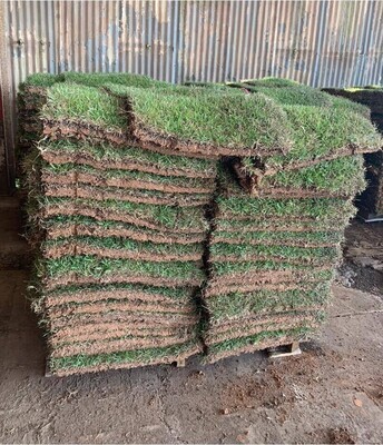 Crowne Zoysia Sod