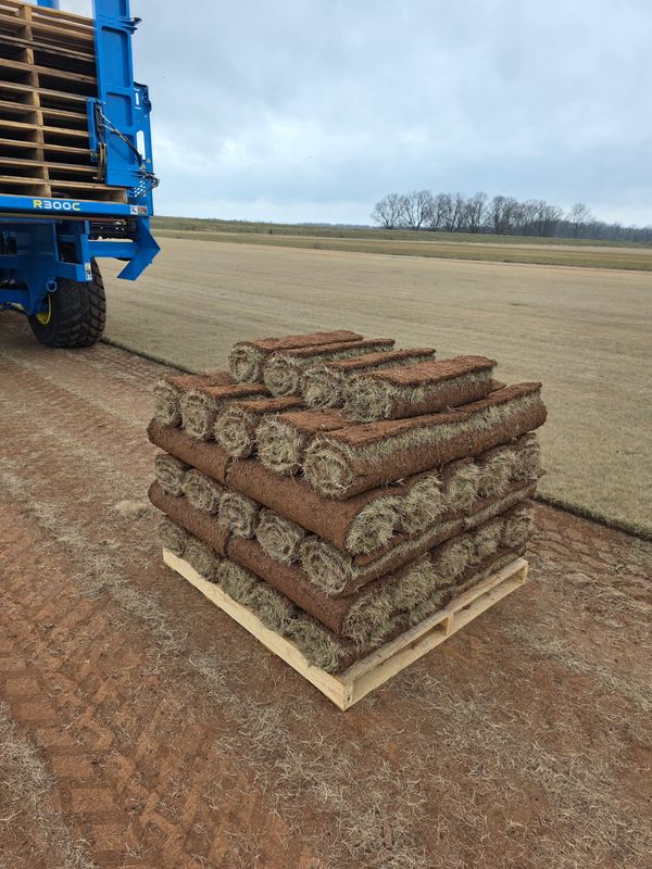 Zeon Zoysia Rolled Sod Pallet