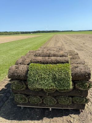 Palisades Zoysia Pallet