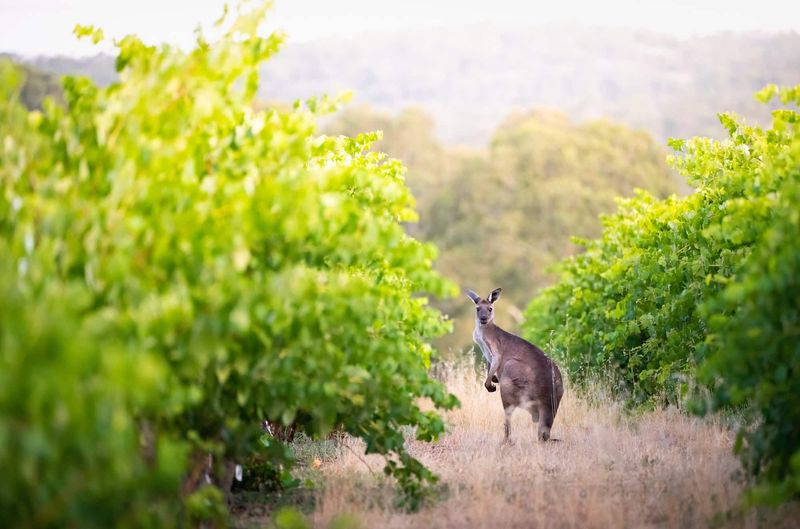 Australië