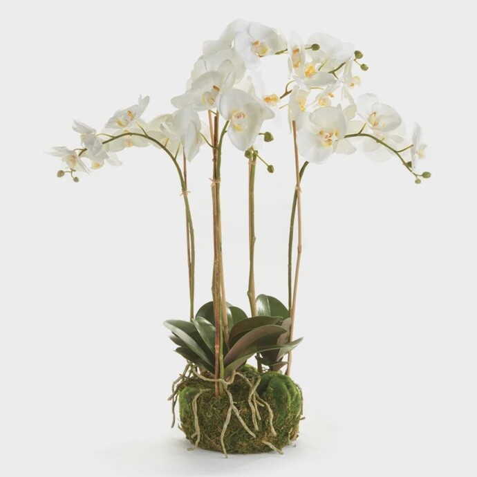 PHALAENOPSIS ORCHID BOWL DROP-IN 25&quot;